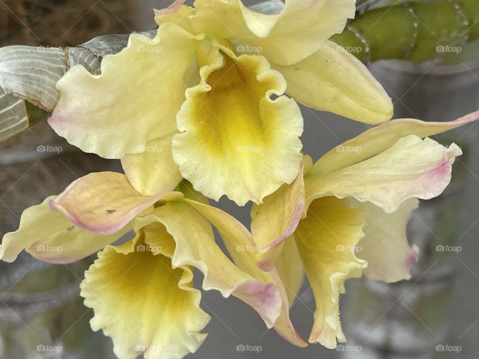 Orquídea amarela