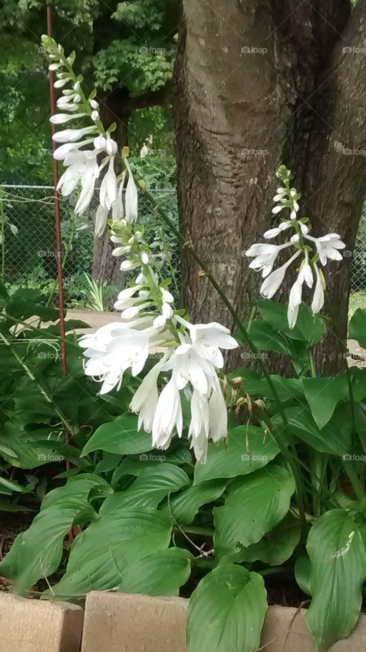 White in Bloom