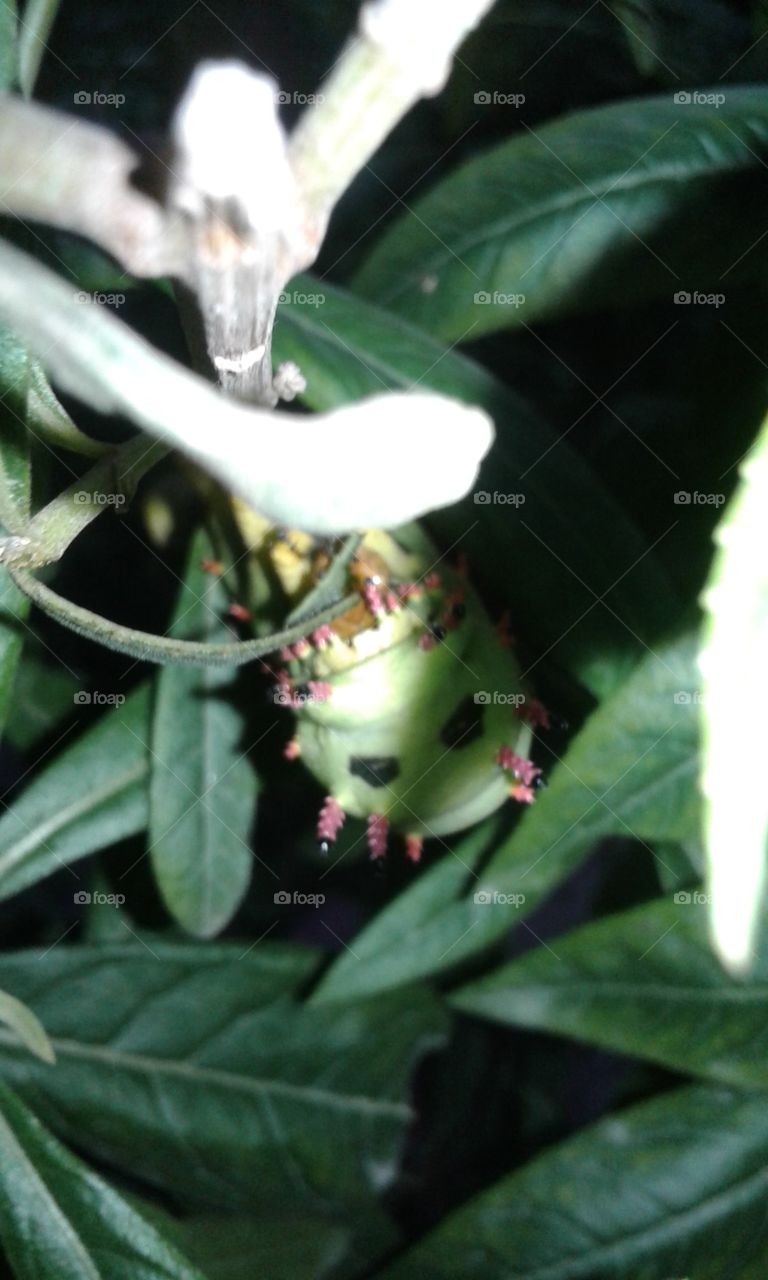 Leaf, Nature, Food, Outdoors, Flora