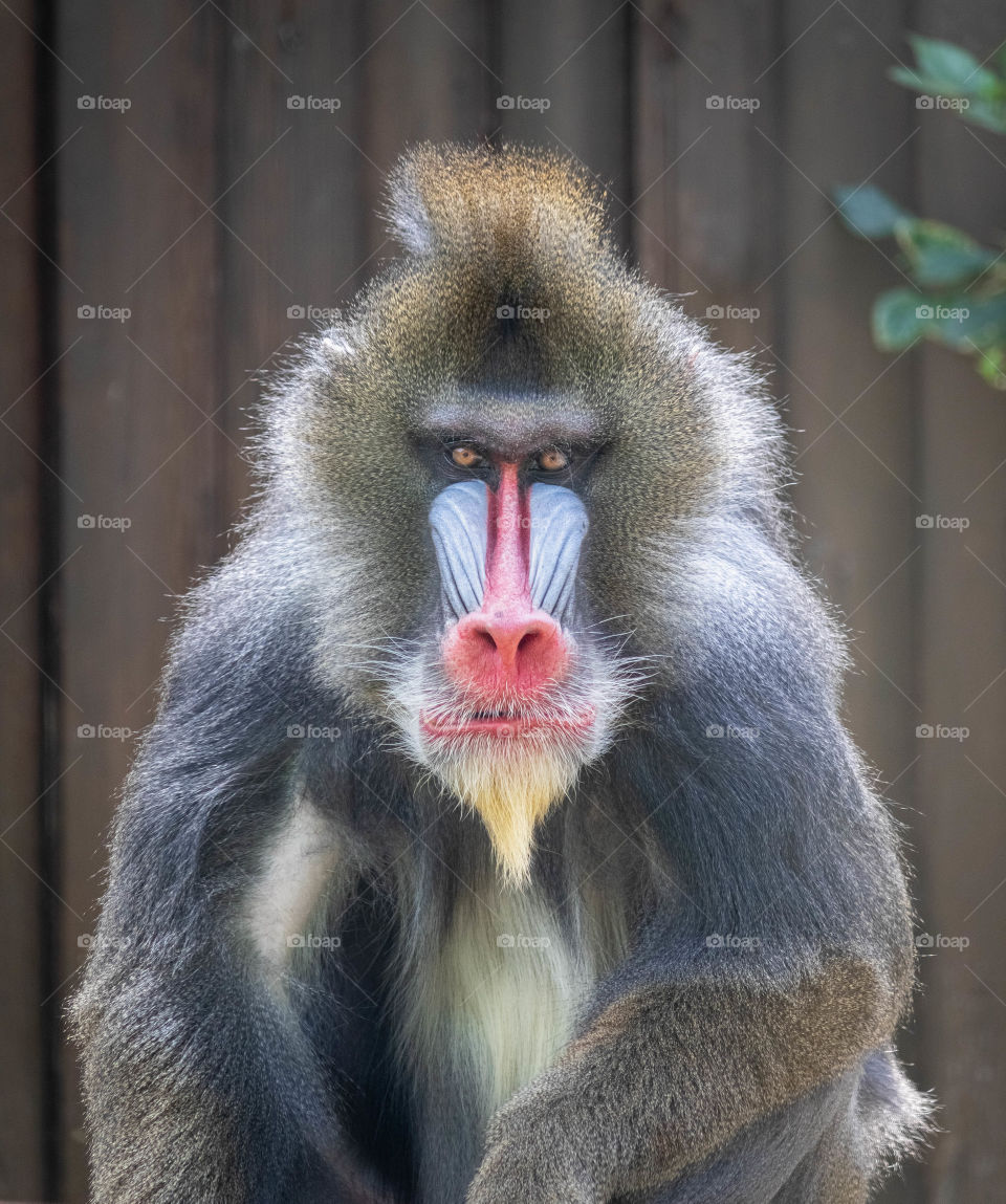 Mandrill wild monkey staring sitting
