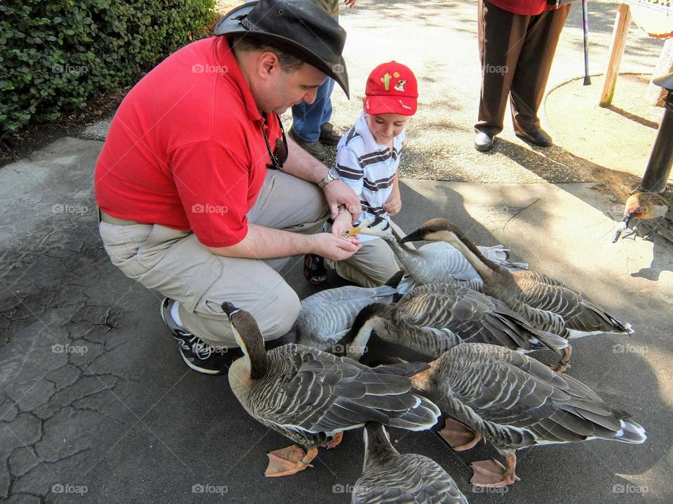 Feeding ducks