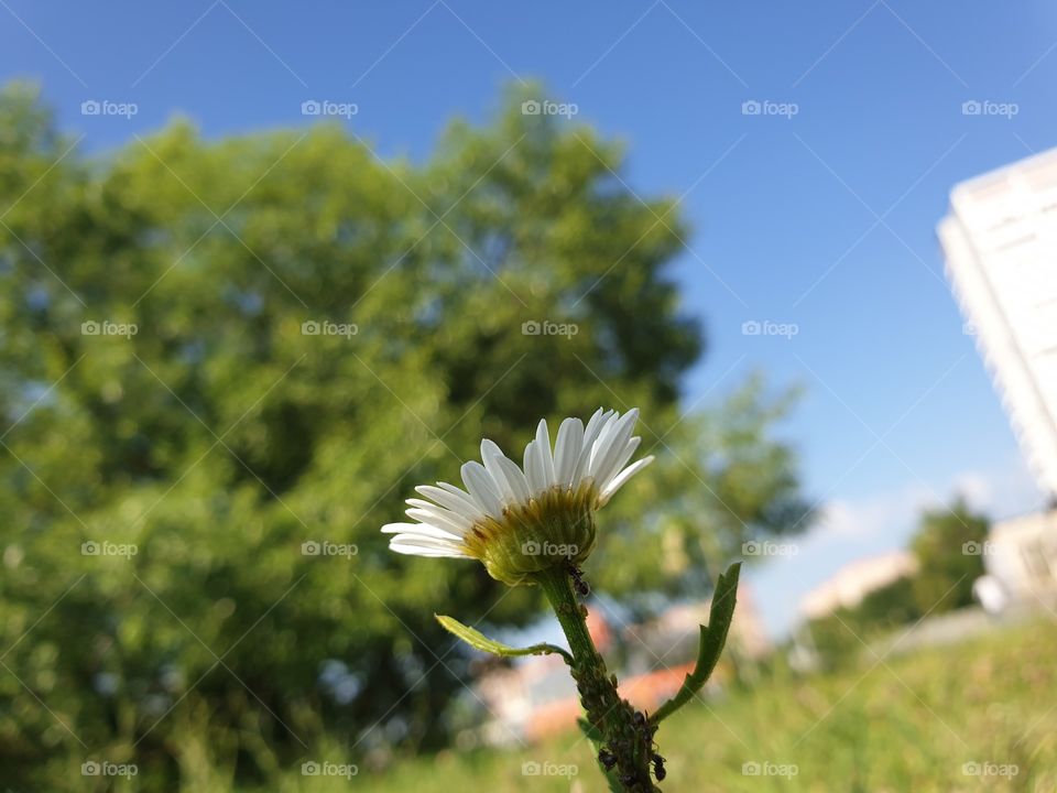 how small is chamomile on the background of trees and buildings