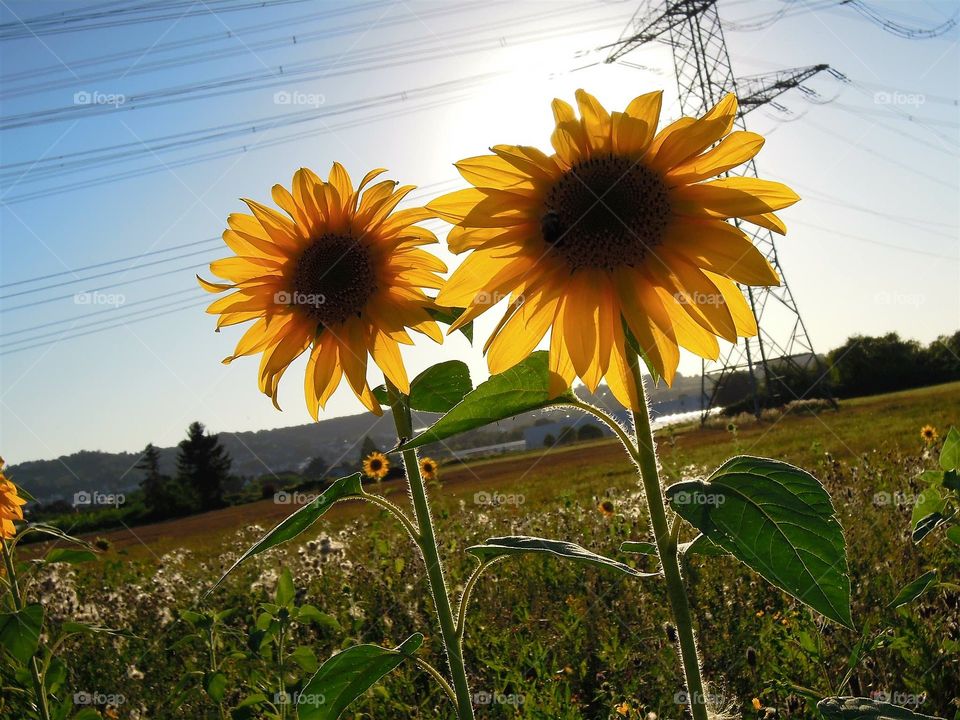 Sonnenblumen Zwillinge