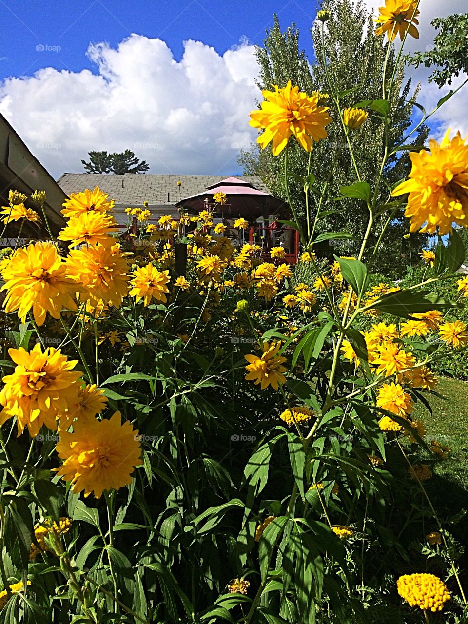 Yellow flowers 
