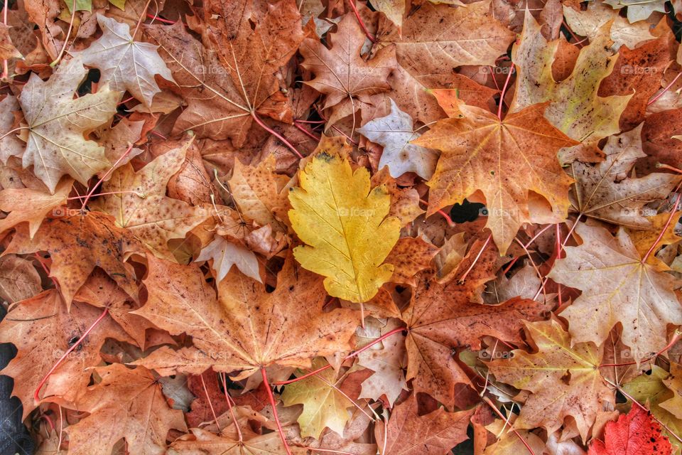 Yellow Leaf Amongst Others. A single yellow leaf laying on top of a bed of crunchy, dry leaves.