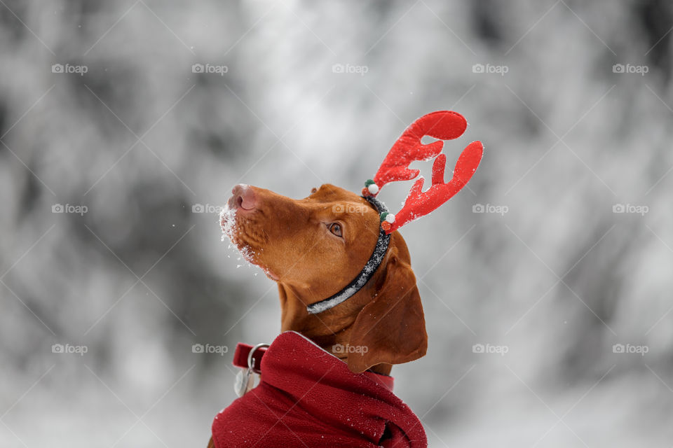 Outdoor portrait of Hungary vyzhla dog in funny headband 