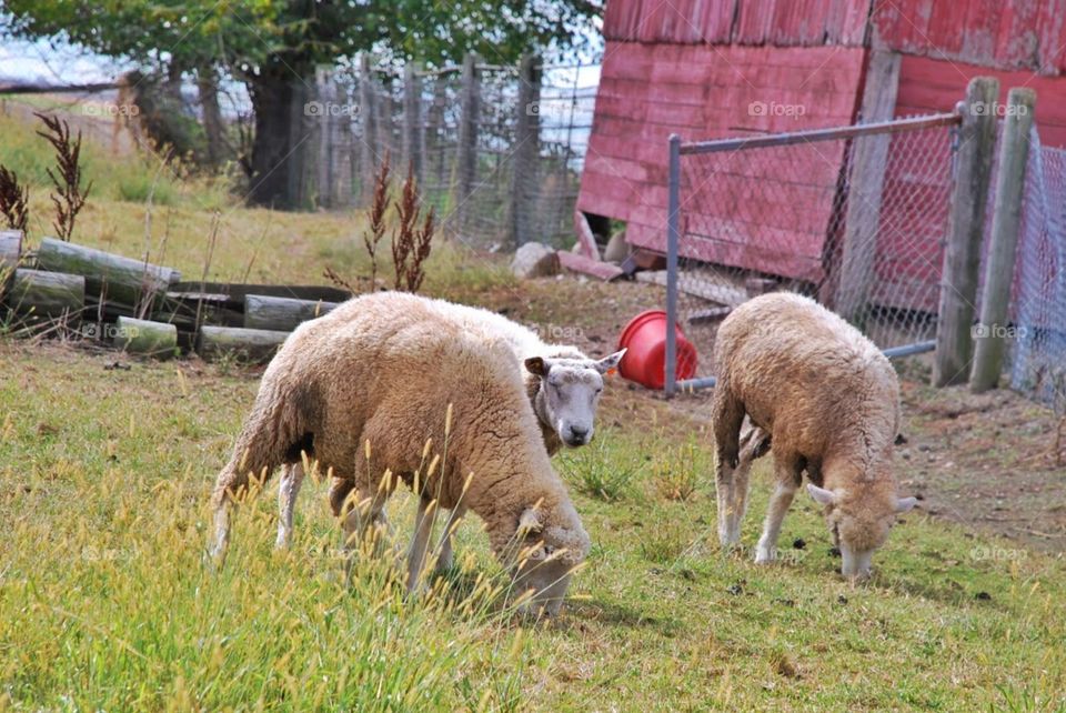 Wooly sheep. Three sheep graze beside a red barn