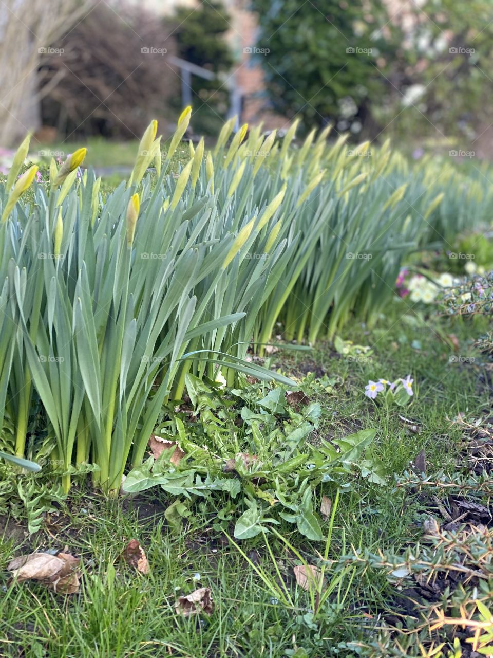 daffodils are about to blossom