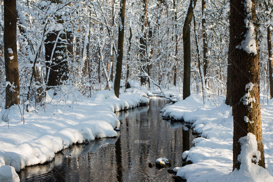 Stream passing through frozen forest