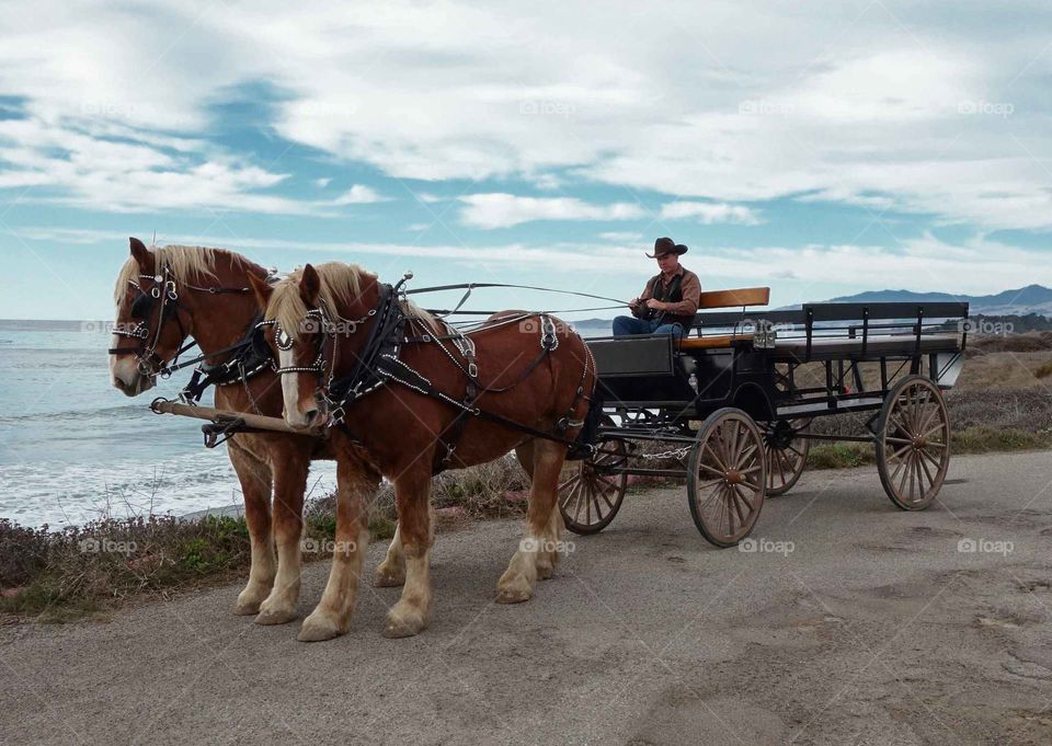 Old school cowboy working with his draft horses.