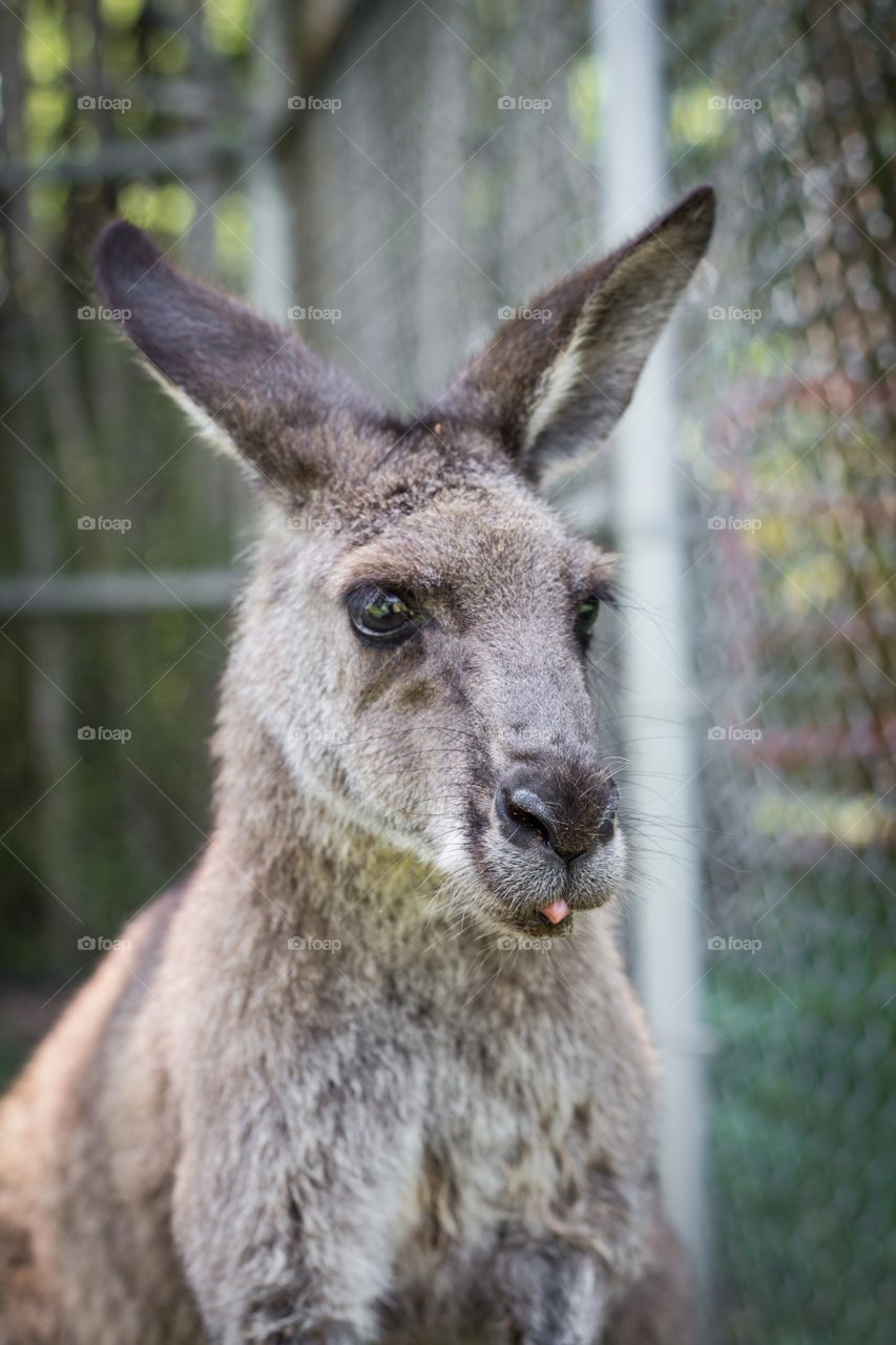 Thoughtful Kangaroo