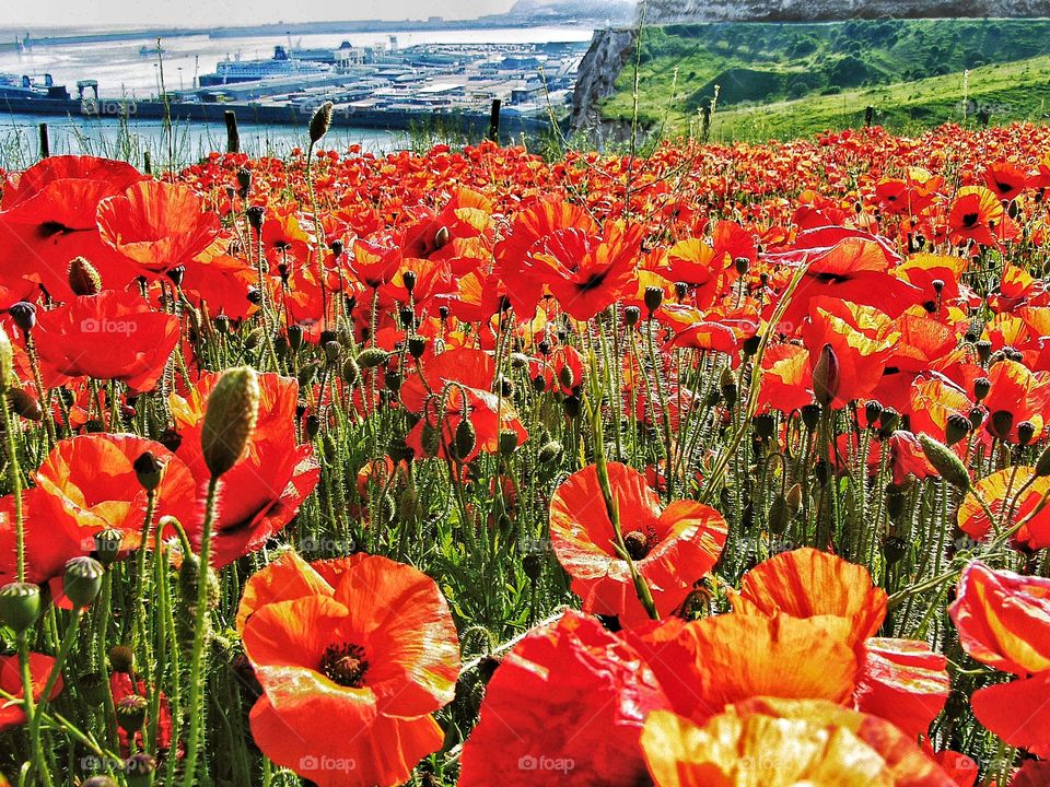 Poppies. Dover