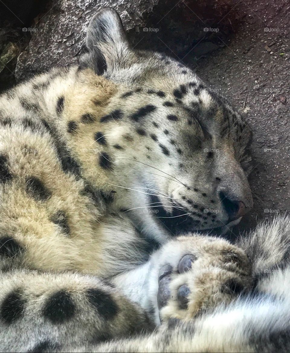 A sleeping snow leopard—taken in Brookfield, Illinois 