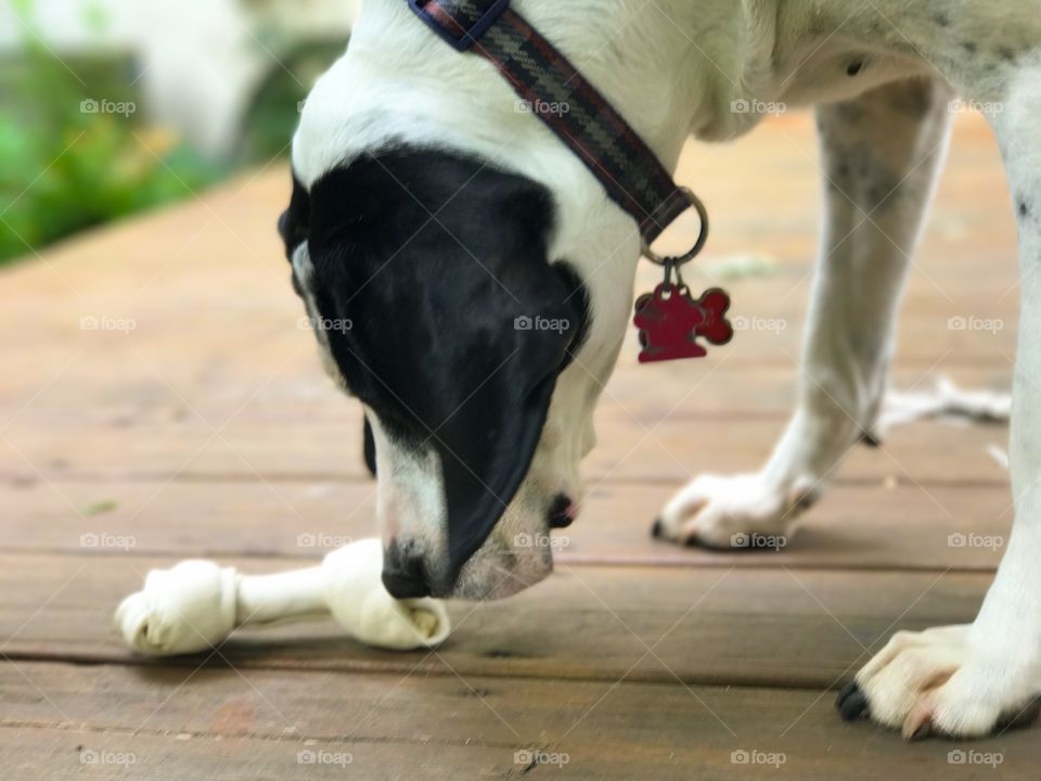 Coonhound with bone 