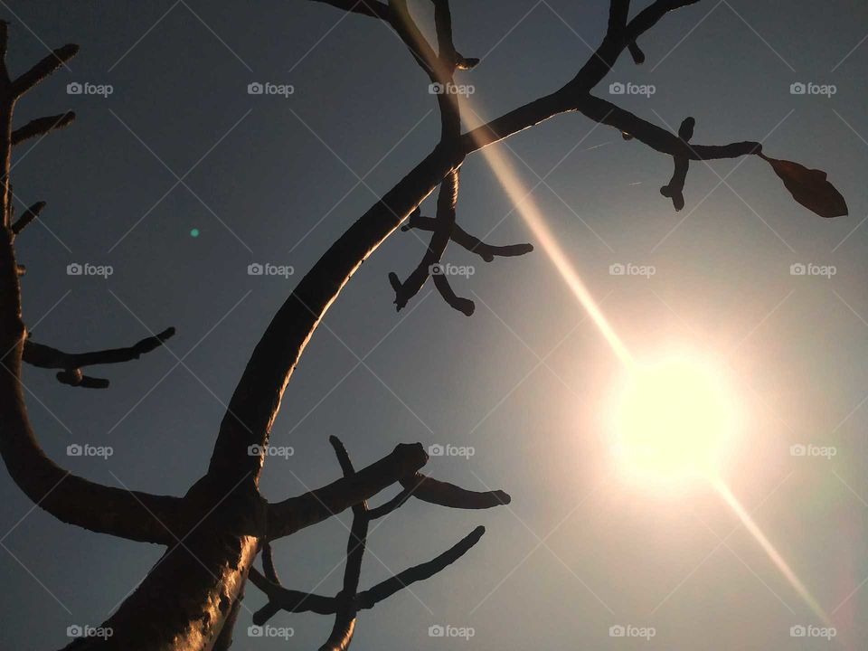 A leafless branch of a tree struggling it's survival in the heat of India. Dated 25th November 2018