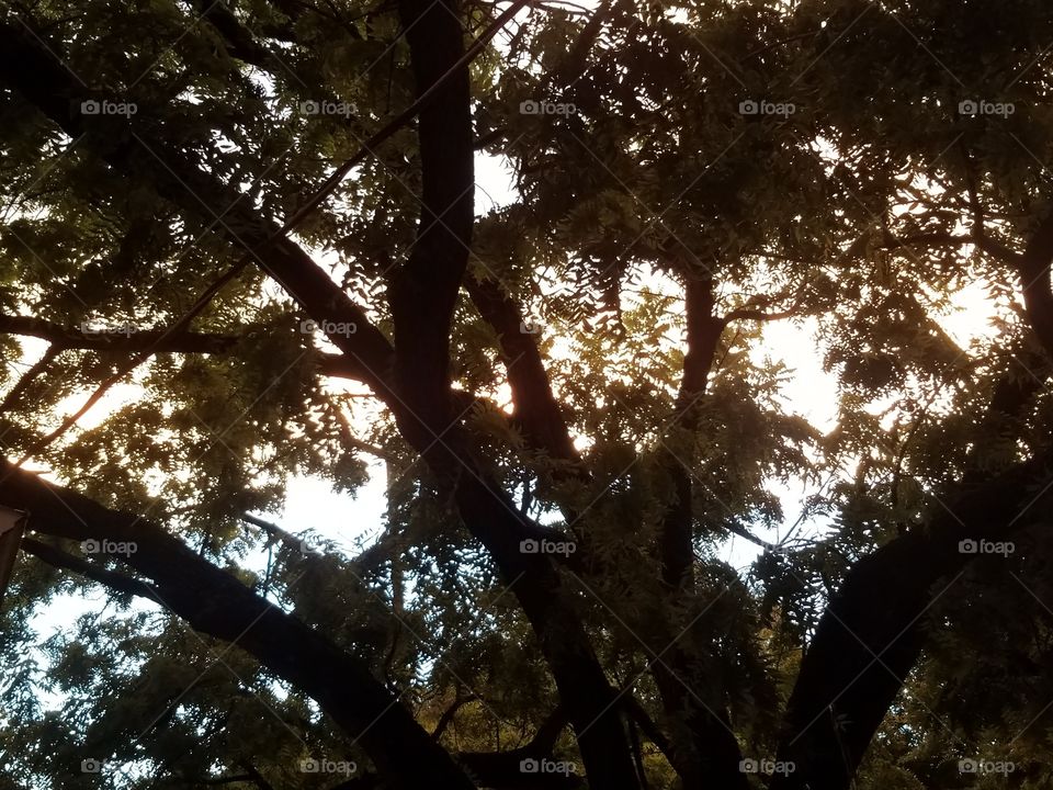 walnut tree with sky behind