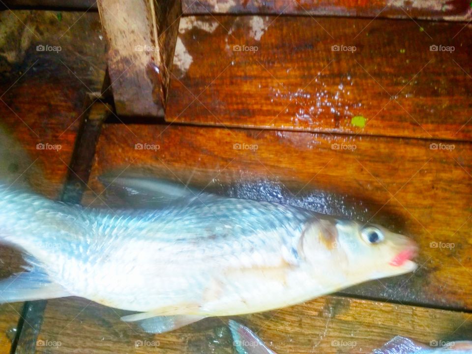 ikan
