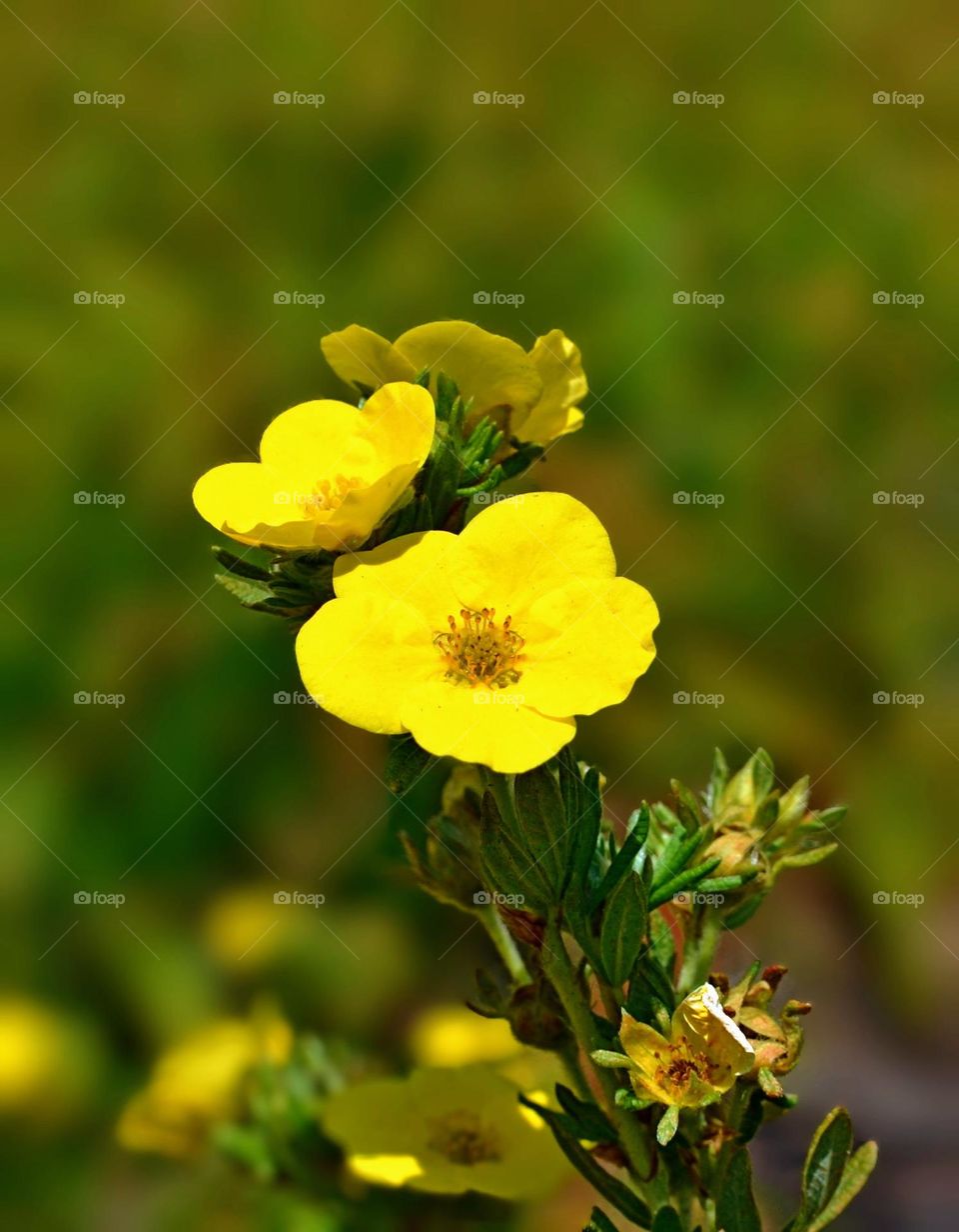 Yellow flowers