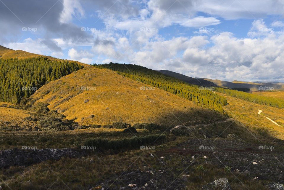 Solar rays on a hill with pine and grass vegetation in the highlands of Ecuador.