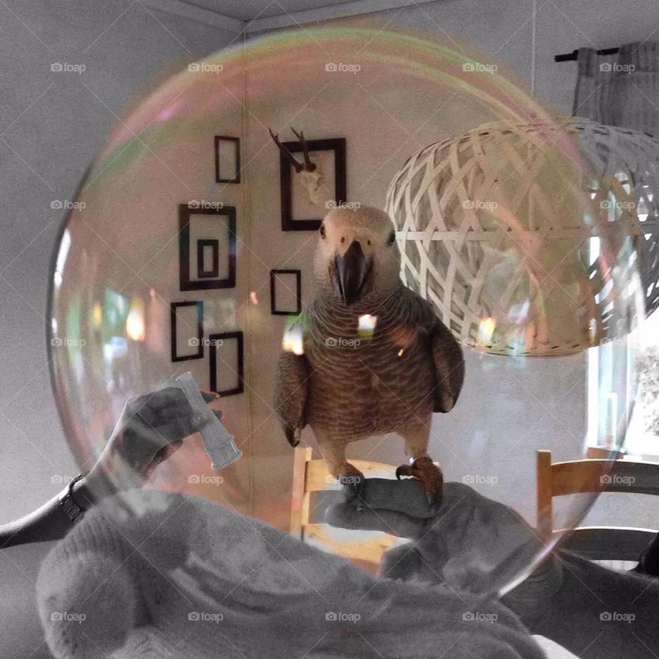 Bubble 
