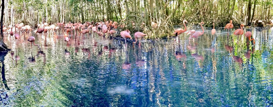 Flamingos 