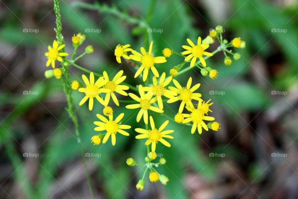 yellow flowers.