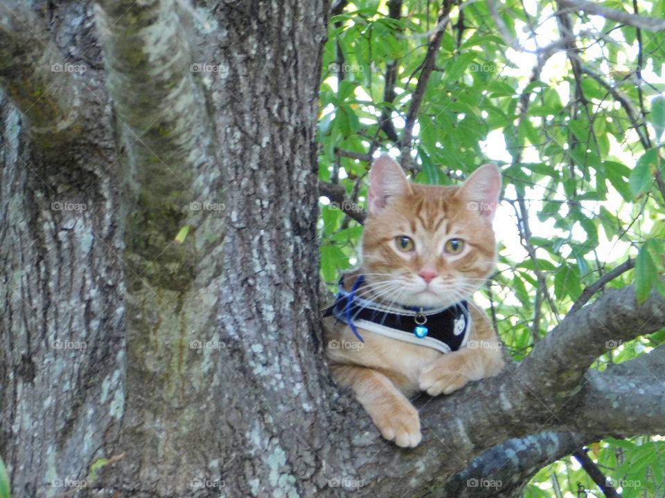 Green eyed, orange cat with harness and blue collar stuck in tree.