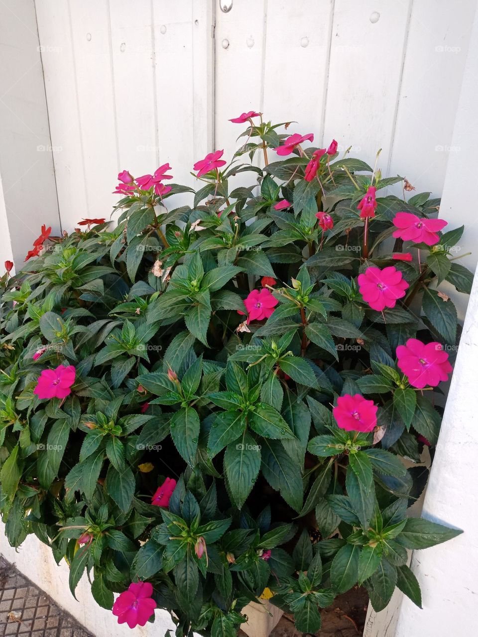 A bush with bright pink flowers against a white wooden door