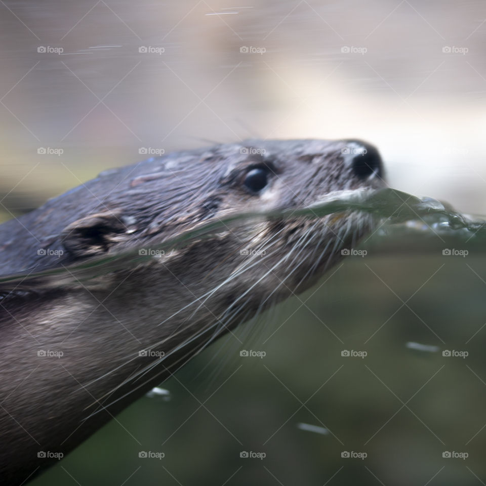 An Otter at the aquarium.
