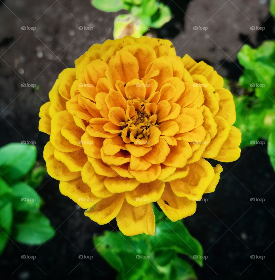 Marigold—taken in Grand Rapids, Michigan 