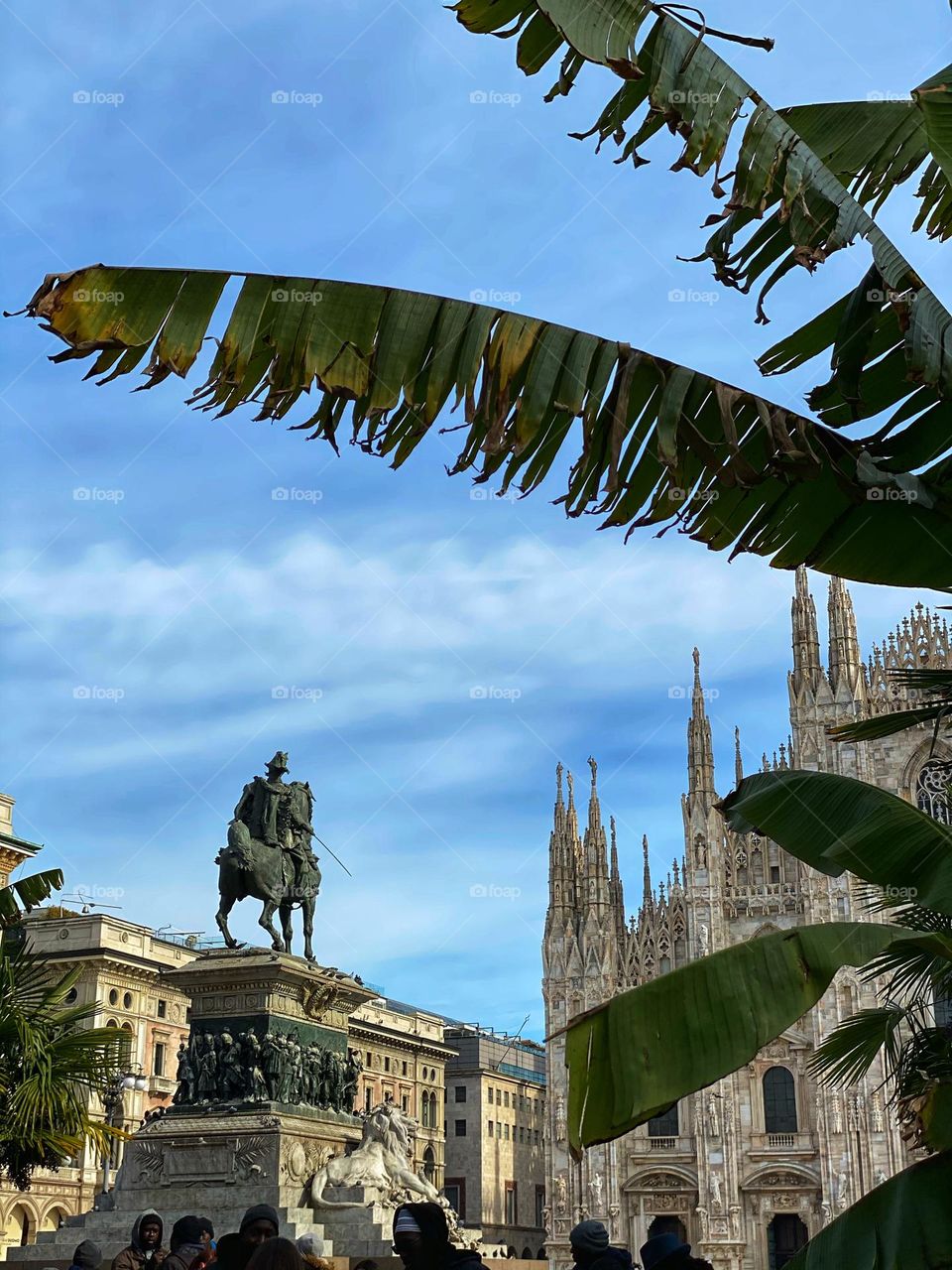 Palm in Duomo, Milan