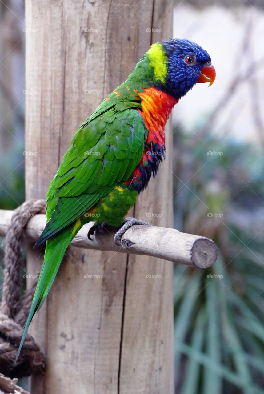 Beautiful and colourful parrot bird