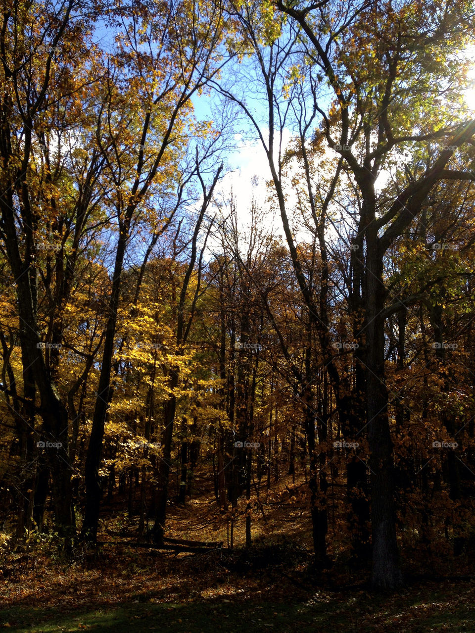 BROWN COUNTY TREES