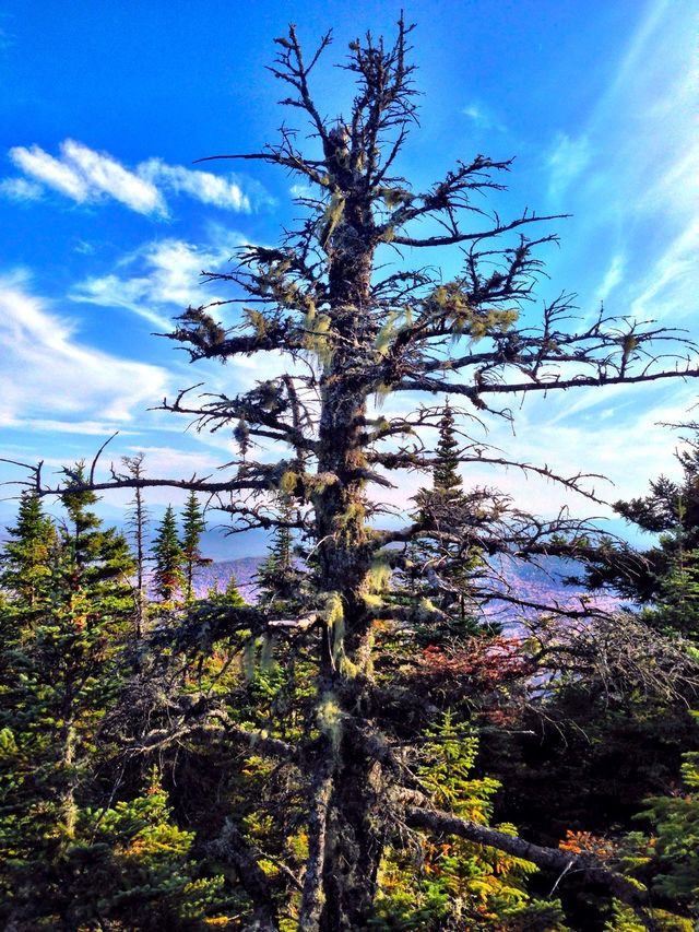 Tree Peak