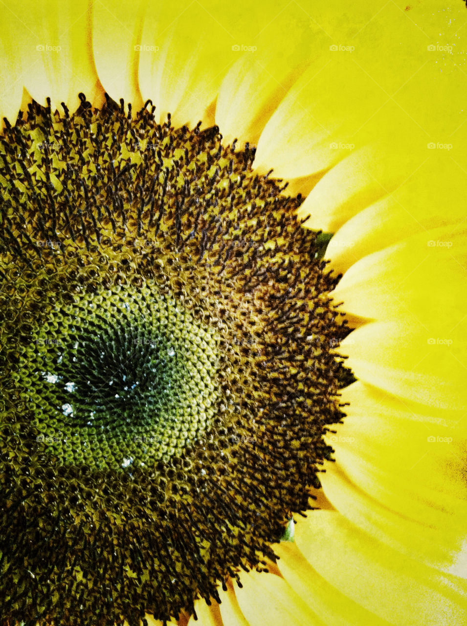 yellow macro close closeup by meredithk