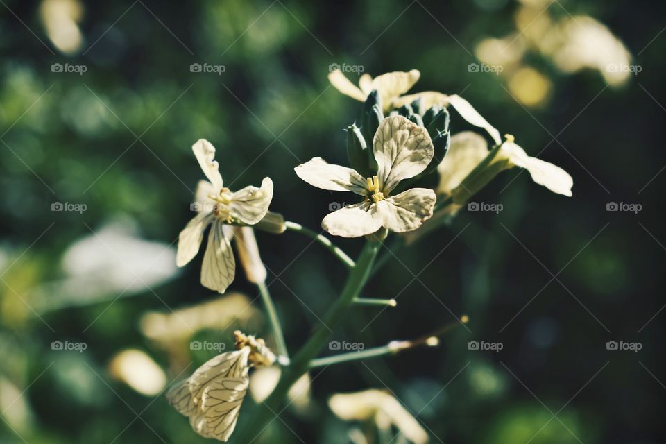 Yellow Flowers 