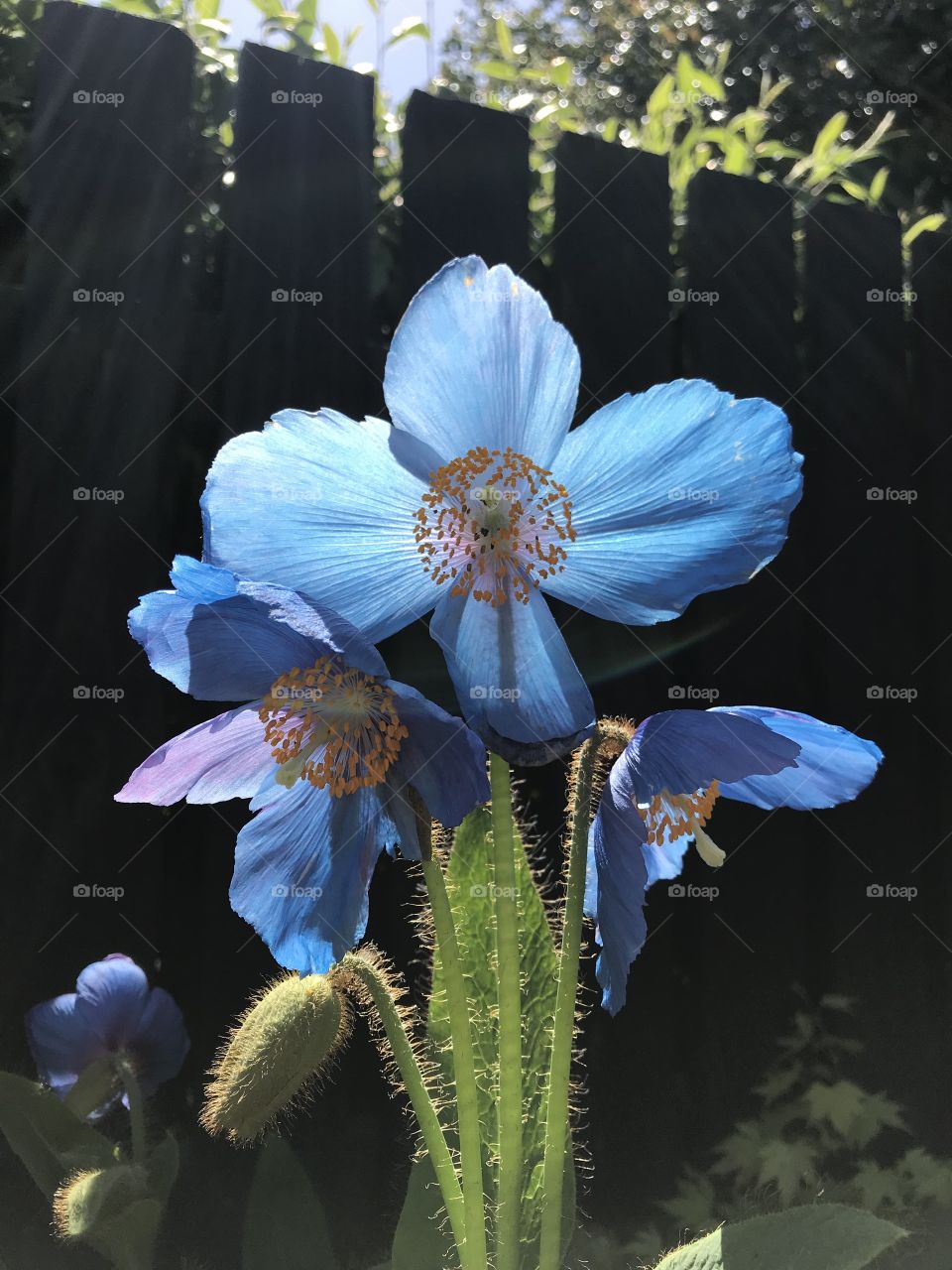 Blue blooms