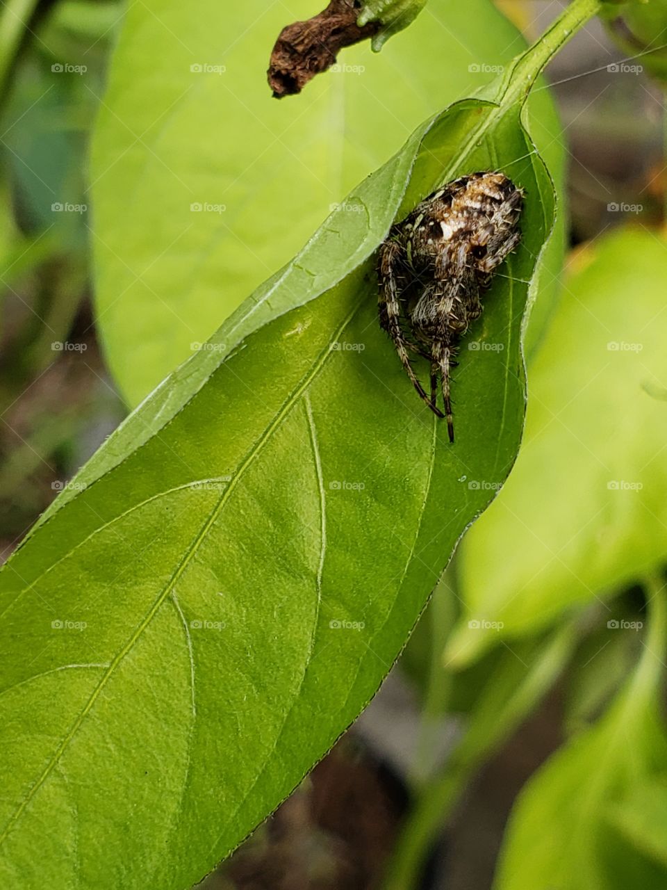 Sweetly sleeping garden spider