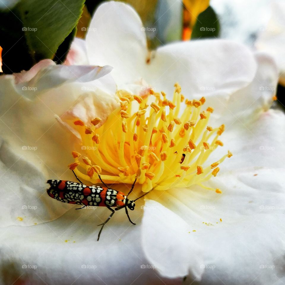 colorful combination of an insect and flower