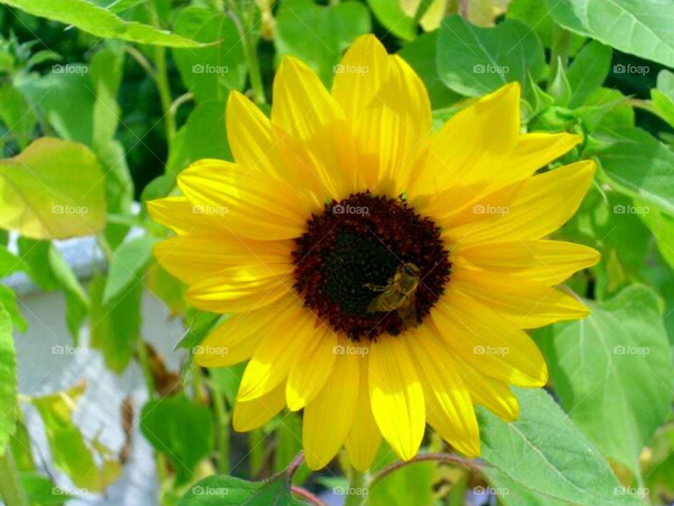 The same selfgrown Sunflower