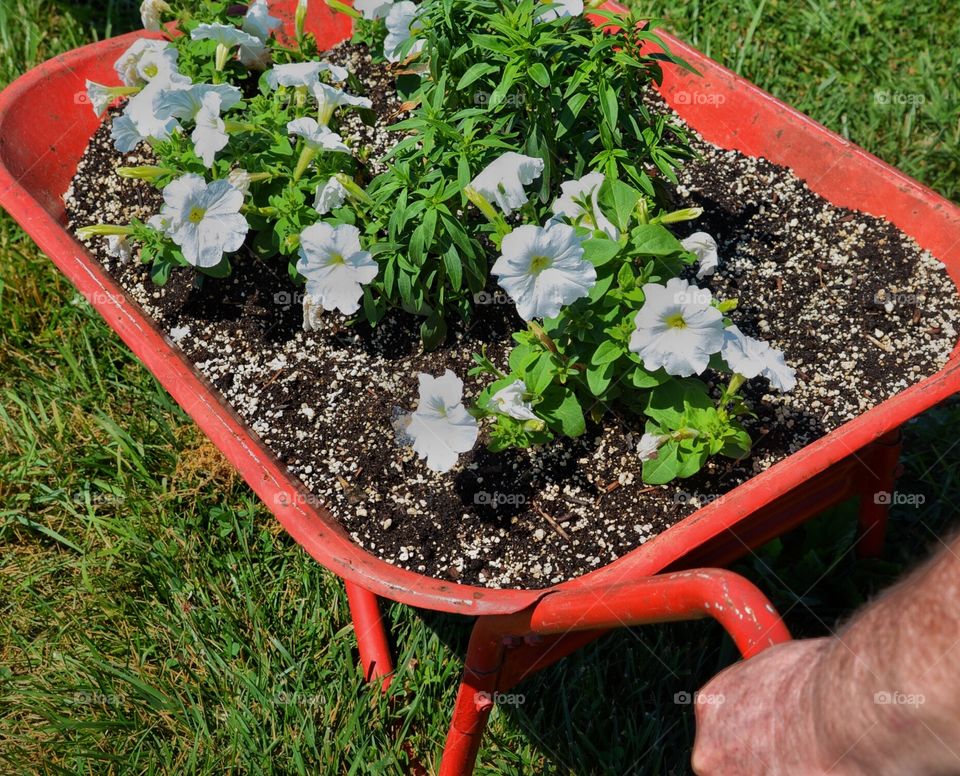 Wheelbarrow full of white petunias ready for planting
