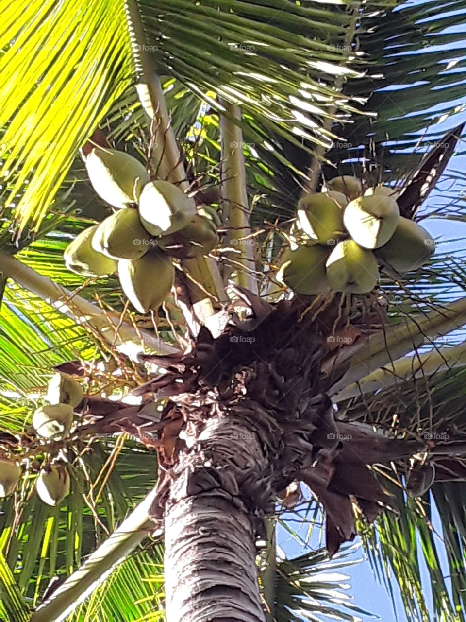 кокосовая пальма с кокоссми