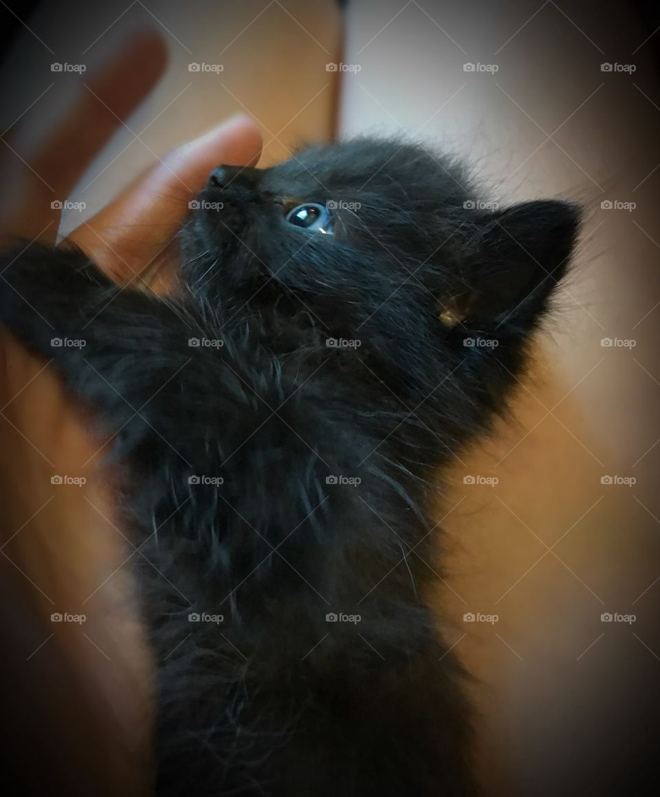 black kitten blue eyes 