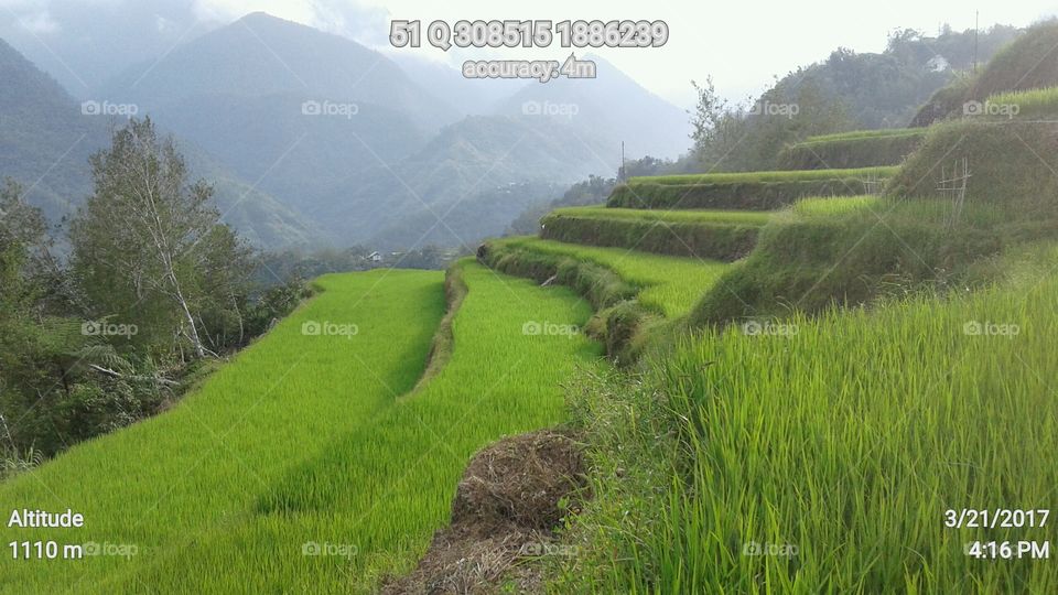 rice terraces co-exist with the sustainably managed forest