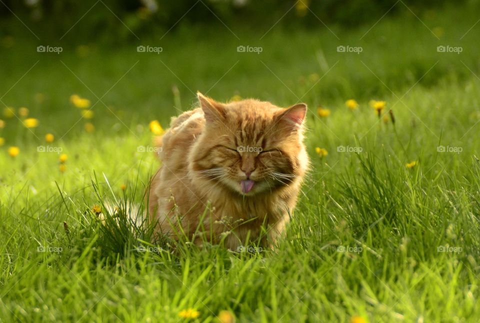 Cat sitting on grass