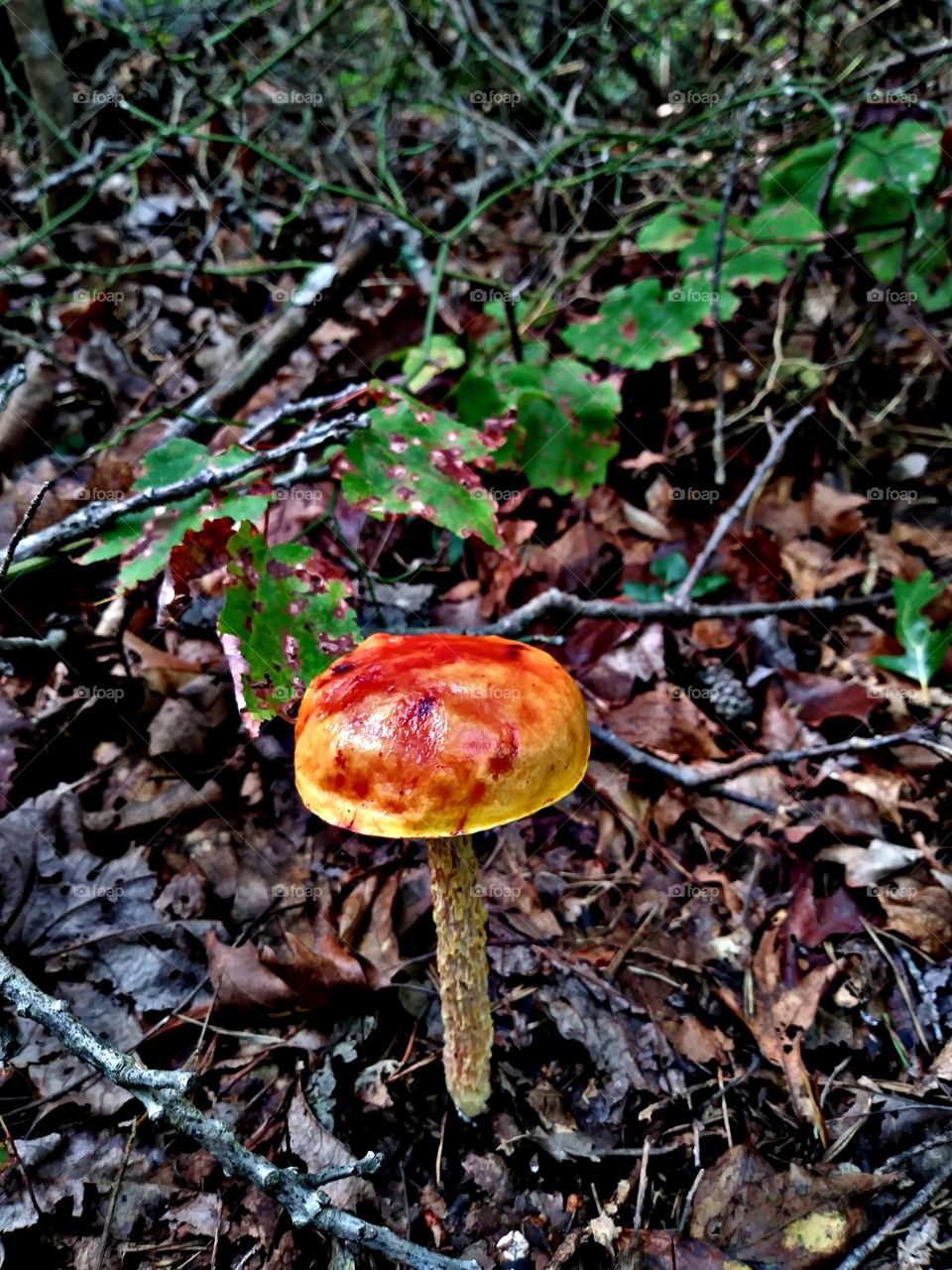 Mushroom