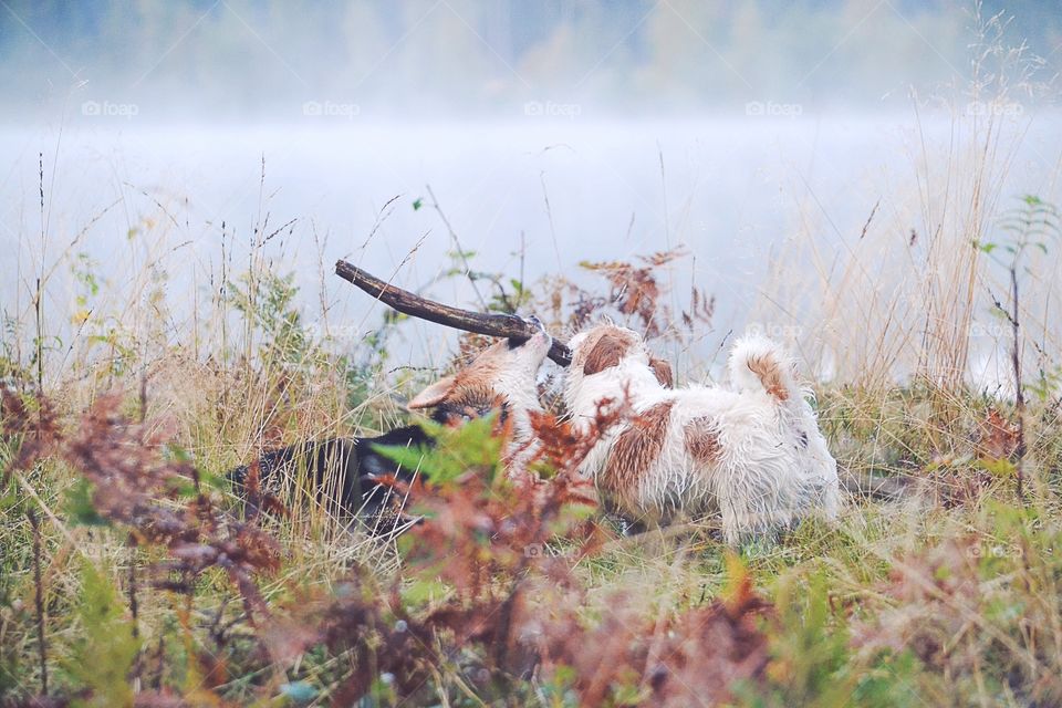 Dogs playing