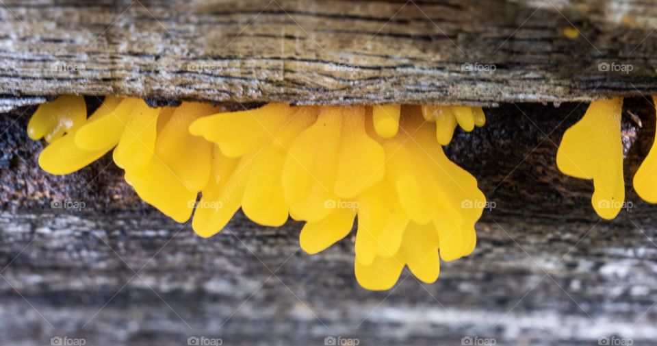 Beautiful yellow Fungus in the wood