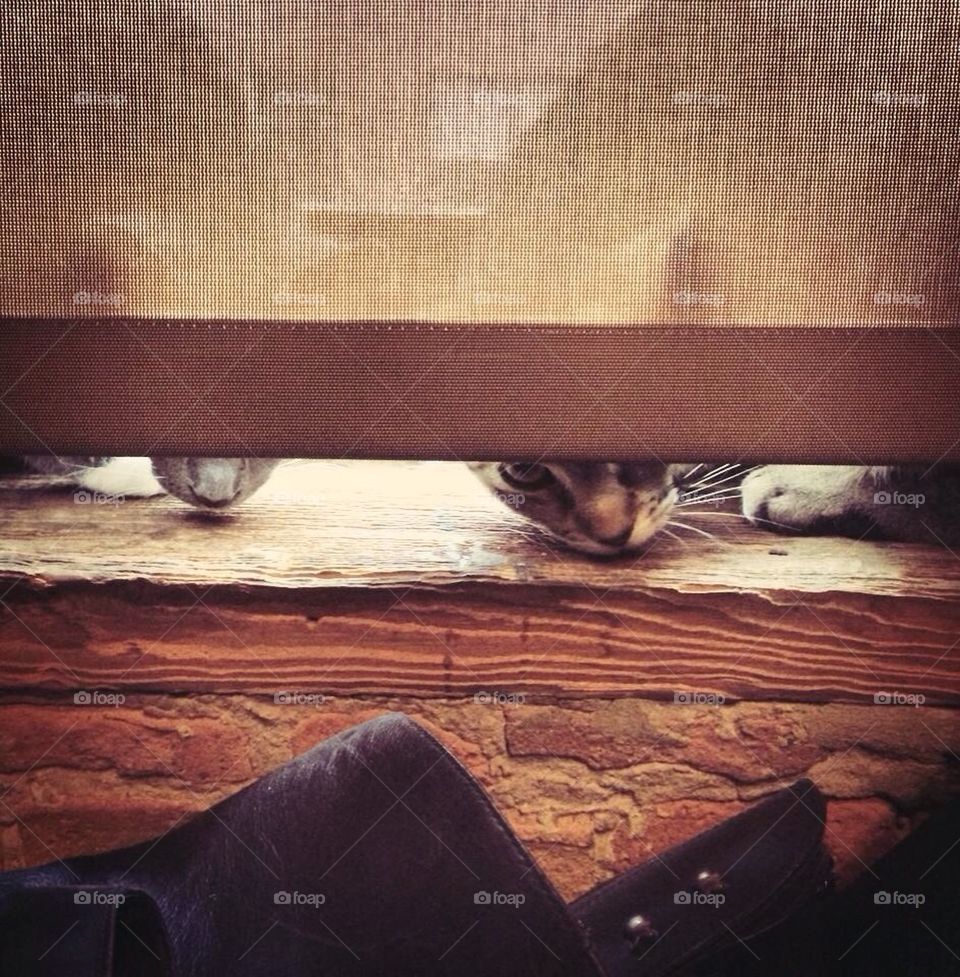 Kitties Peeking 