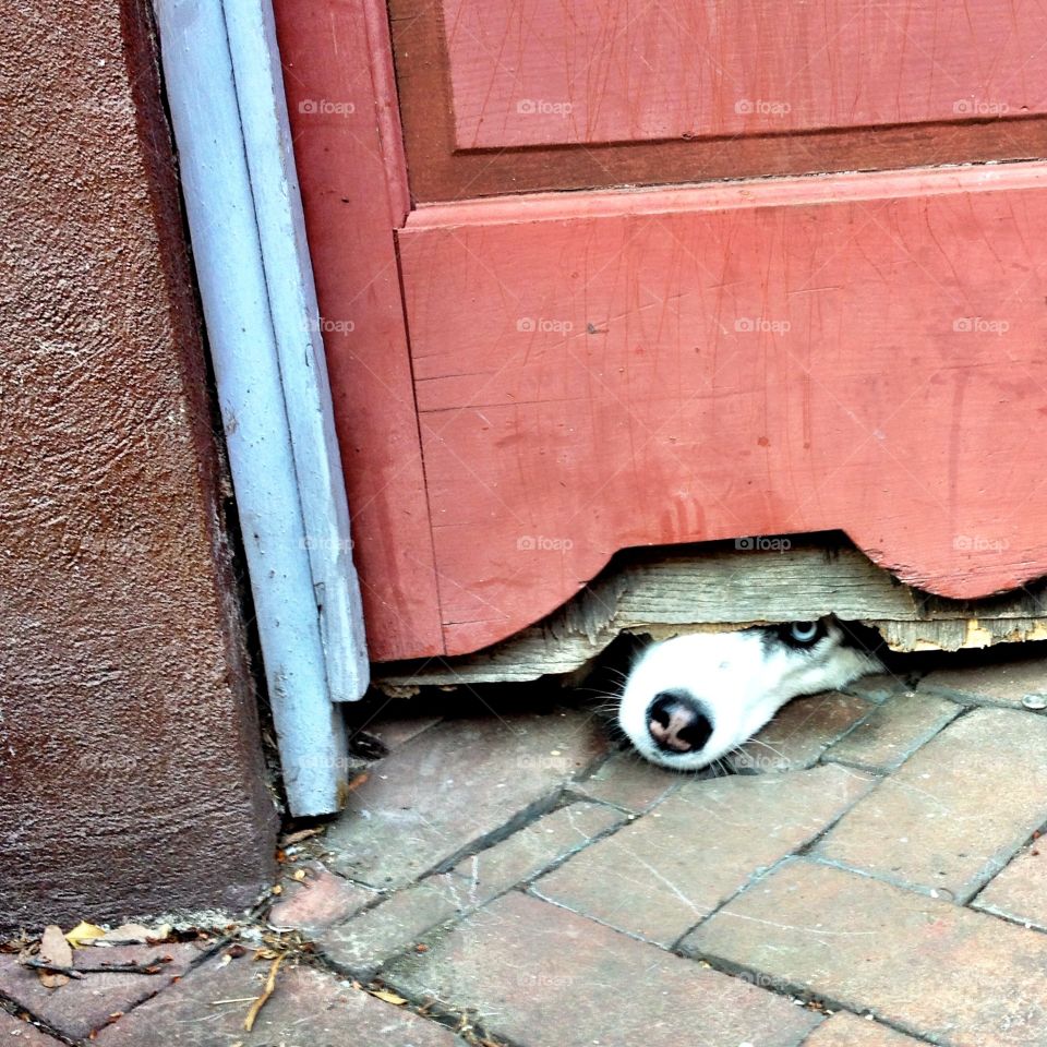 Peeking dog